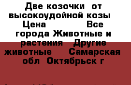 Две козочки  от высокоудойной козы › Цена ­ 20 000 - Все города Животные и растения » Другие животные   . Самарская обл.,Октябрьск г.